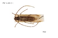 藏品(胸條薄翅天牛)的圖片